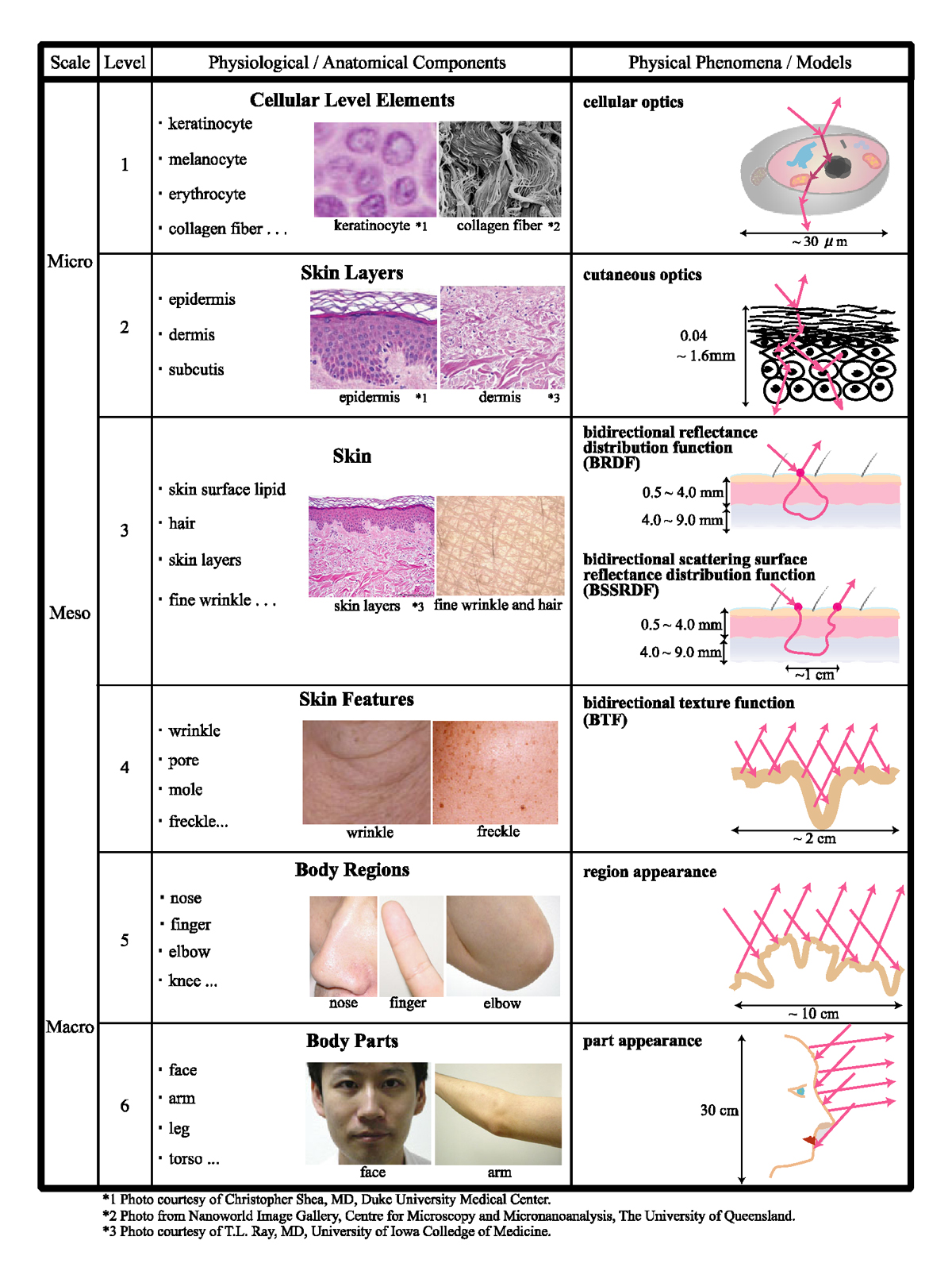 Skin Components