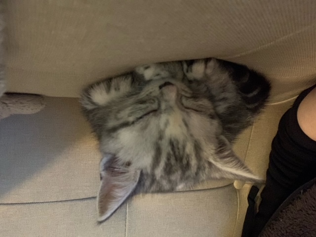 Yuki napping