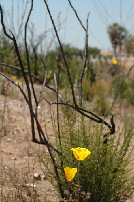 20040605-0526 Wildflowers