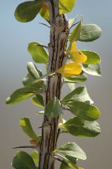 20040606-0814 Ocotillo detail