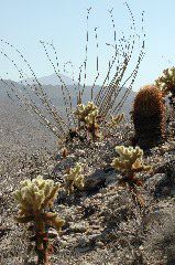 20040606-0818 Cacti cluster