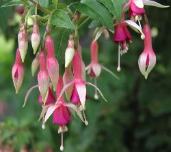 p5265225 Redish Flowers