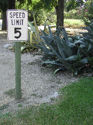 p5265202 Aloes Obeying the Speed Limit