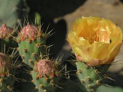 p5265214 Prickly Pear Blossoms