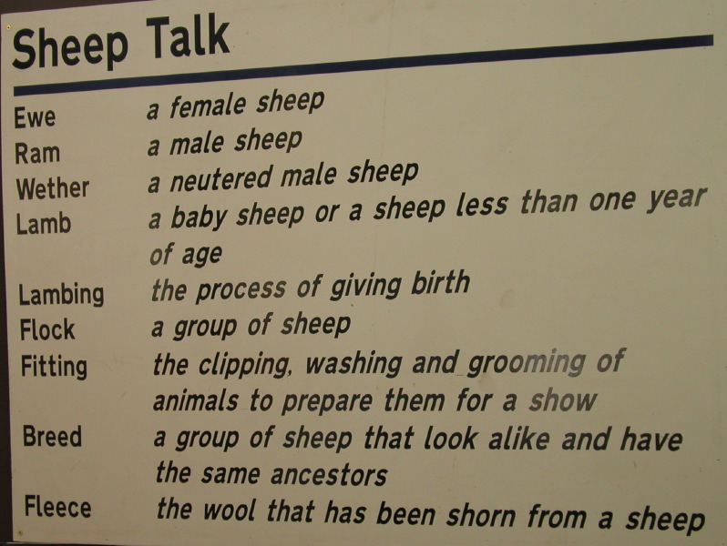 Sheep Talk