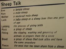 Sheep Talk