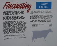 Fascinating Cow Facts