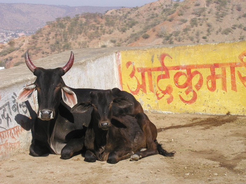 p1104428 Above Jaipur