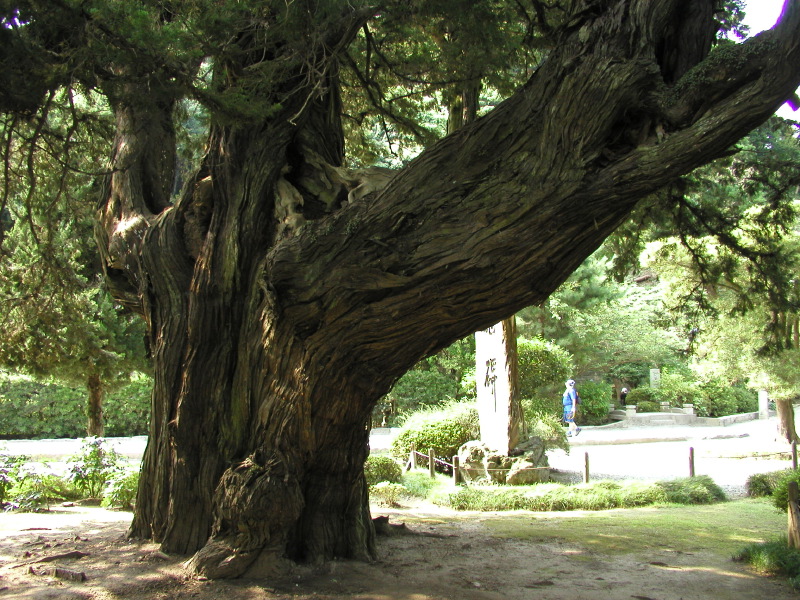 700-year-old Junipers, Kencho-ji Temple, Kamakura