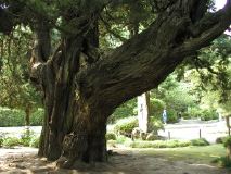 700-year-old Junipers, Kencho-ji Temple, Kamakura