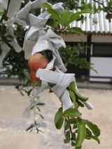 Prayers on tree, Nara