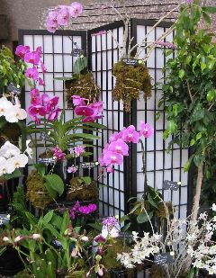 20040416-3891 Orchids