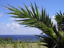 Palm and Ocean, Kenting