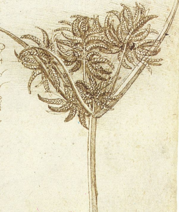 Sedge Sedge