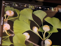 Gizmodo Leafsnap for iPad demo