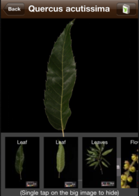 Guided Tour of Leafsnap - Snap It! Verification 1