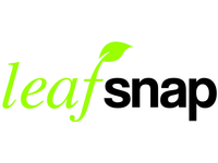 Leafsnap: An Electronic Field Guide