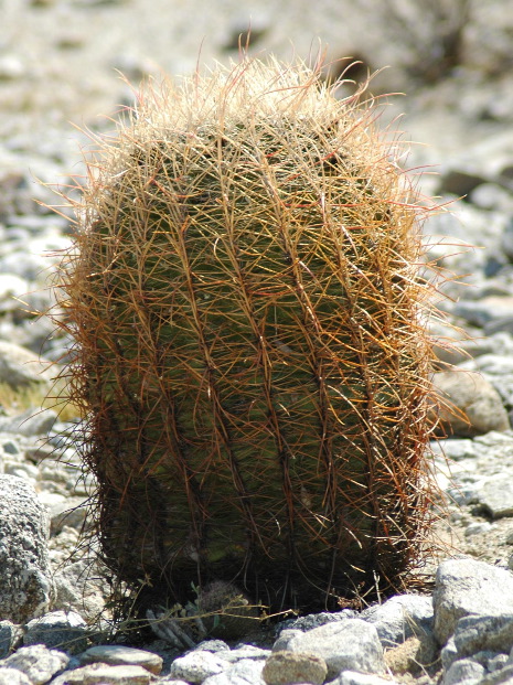 20040606-0801 Barrel Cactus