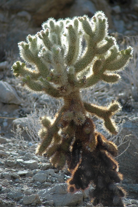 20040606-0806 Cactus