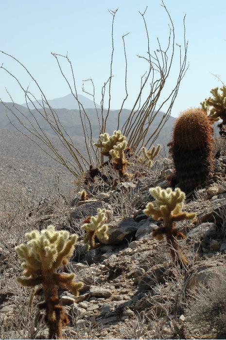20040606-0818 Cacti cluster