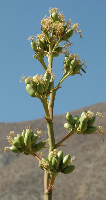 20040606-0832 Agave