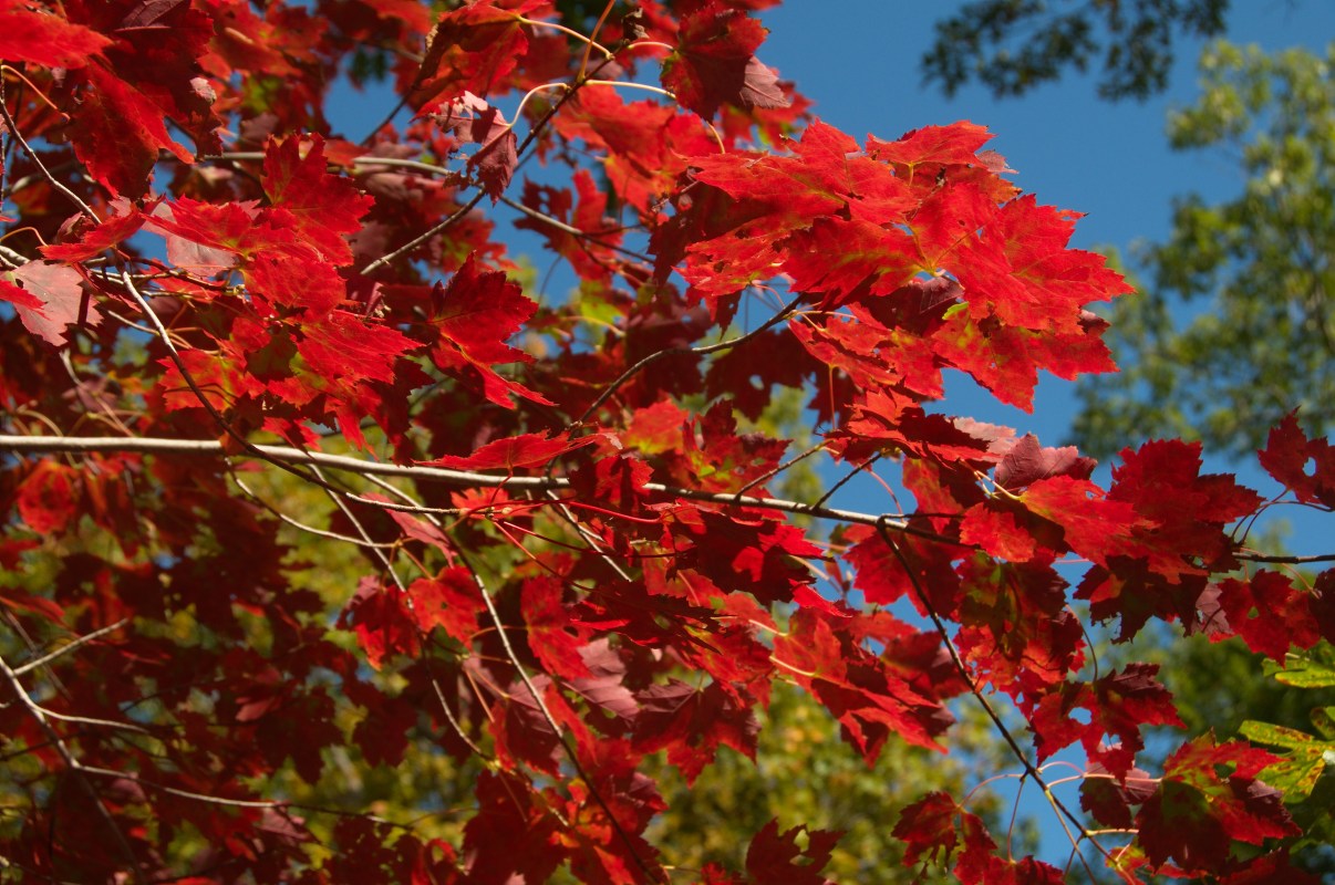 20081012-0332 Bear Mountain Colors