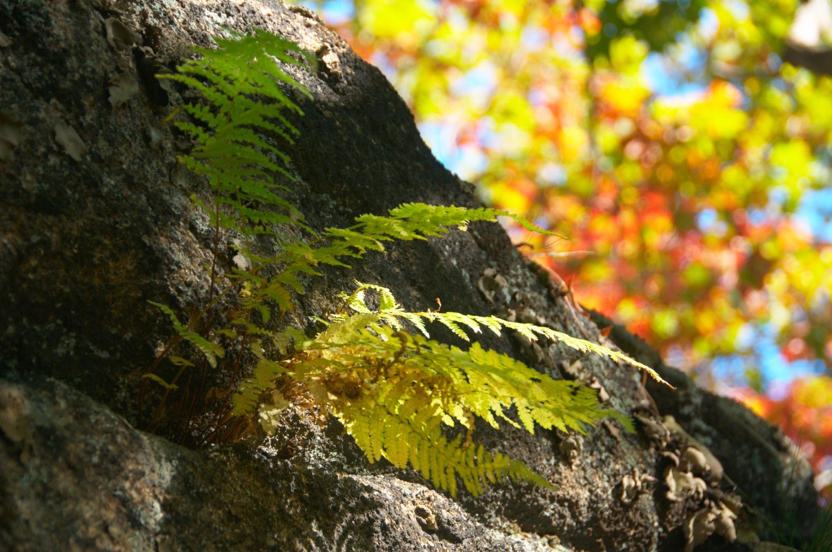 20081012-0334 Fern and Leaves