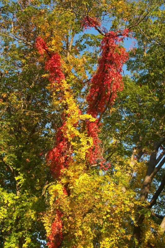 20081012-0442 Peaceful Fall Colors