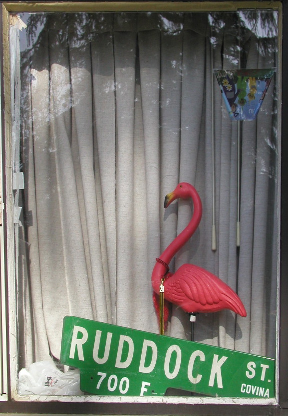 p5275244 Ruddock Flamingo