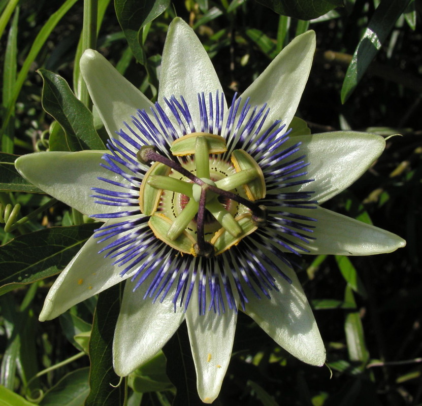 p5265156 Passion Flower