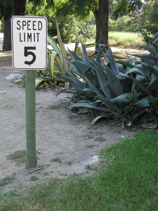 p5265202 Aloes Obeying the Speed Limit