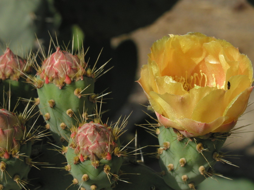 p5265214 Prickly Pear Blossoms