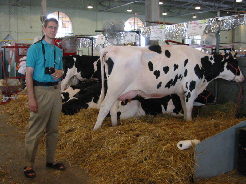 Stephen with Big Cow