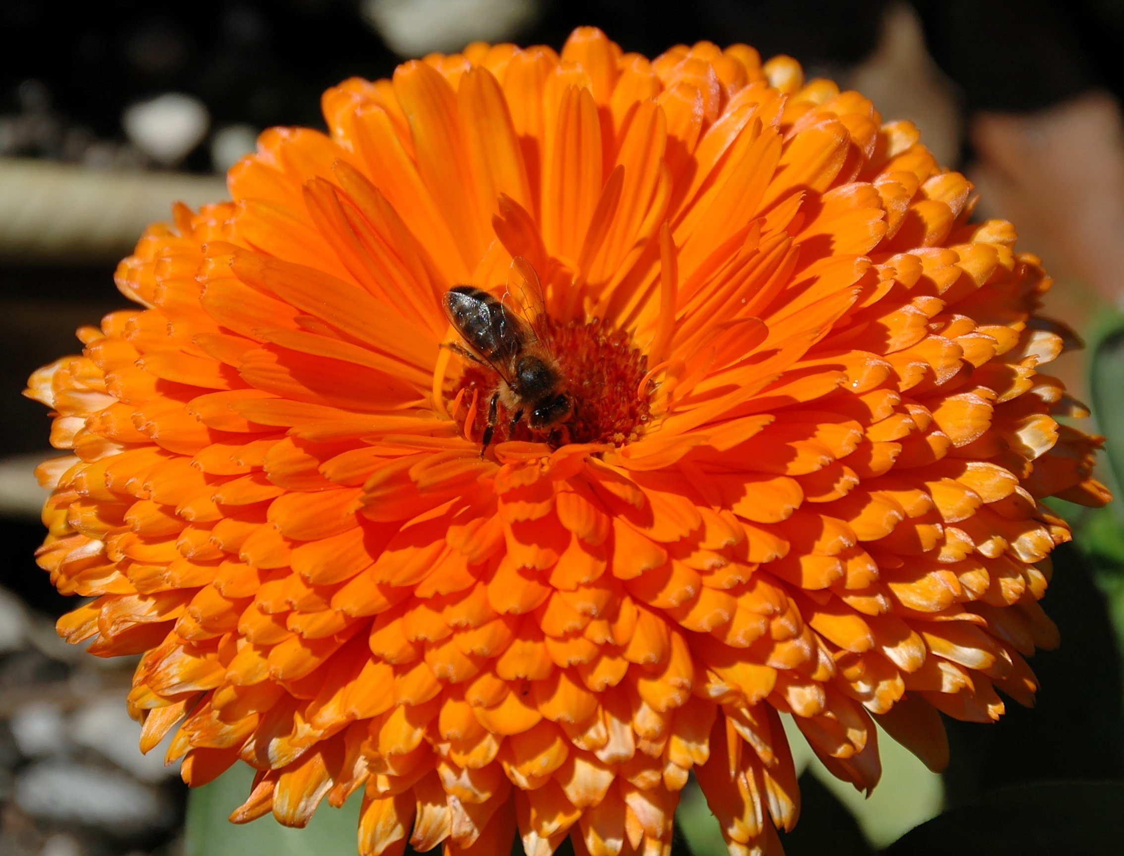 200603116678 Orange Flower with Bee 200603116678 Orange Flower with Bee