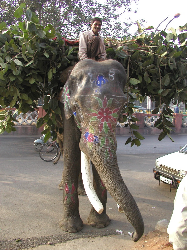 p1114471 Elephant