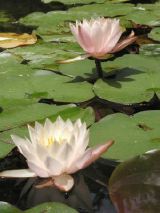 Lotus Blossoms, Isuien Garden, Nara
