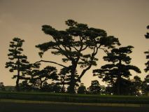 Imperial Palace Grounds Trees, Tokyo