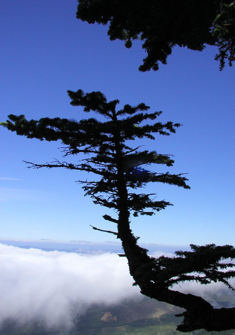 P8102658 Cypress, Saddle Mountain