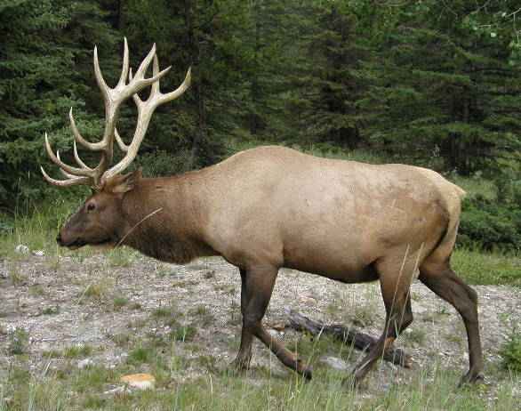 P8253035 Elk, Banff National Park