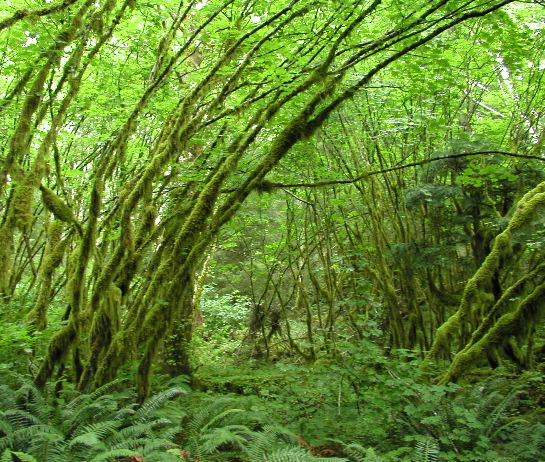 P8102546 Saddle Mountain State Park, Oregon