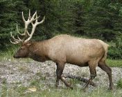 P8253035 Elk, Banff National Park