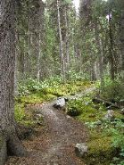 P8253065 Forest, Lake Louise, Banff