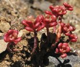 P8102576 Succulents, Saddle Mountain