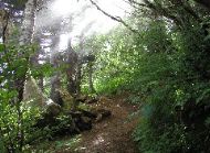 P8102593 Forest, Saddle Mountain