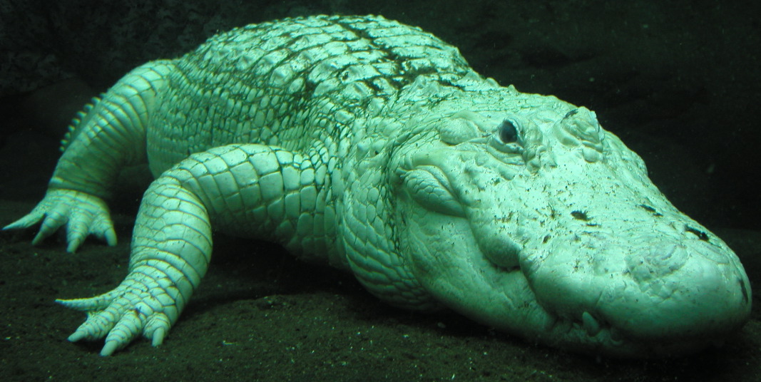 P6080306 White Alligator