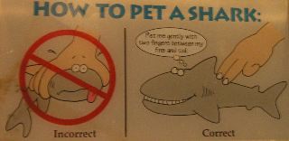 P6080249 How to Pet a Shark
