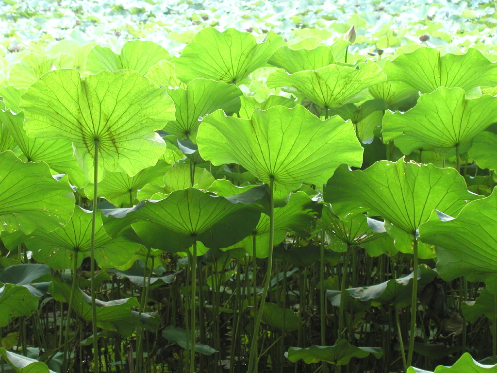 Lotus Pond, Tsingwa University, Hsinchu