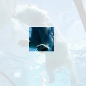 Teaser for A²: Smaller Self-Supervised ViTs Localize Better than Larger Ones