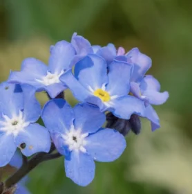 Teaser for Forget-me-not! Contrastive Critics for Mitigating Posterior Collapse