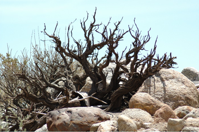 20040606-0717 Tortured tree